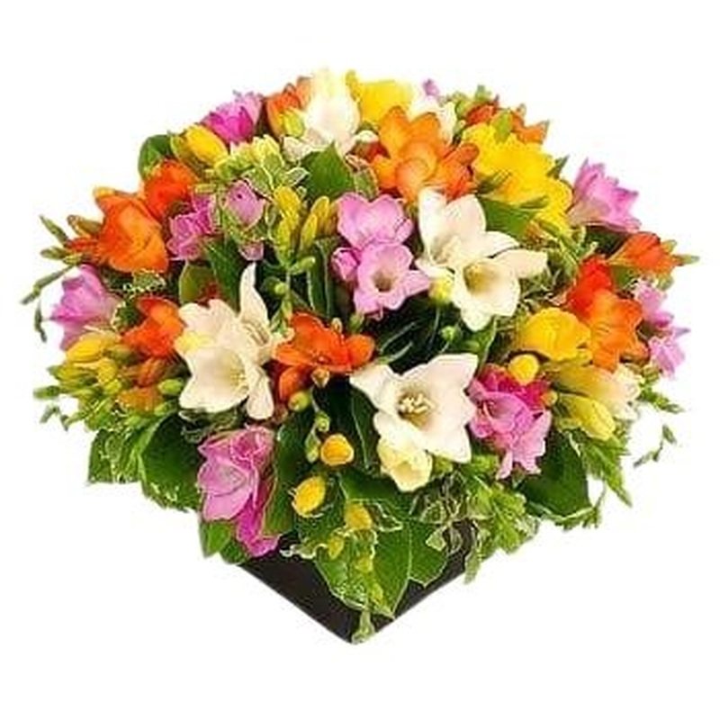 Colourful Freesias Box
