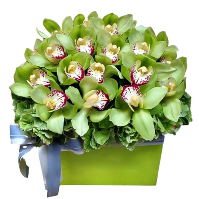 Green Cymbidium and  Hydrangea Luxury Box