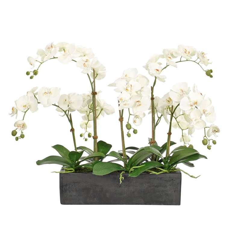 Orchids in Rectangle Cement Pot