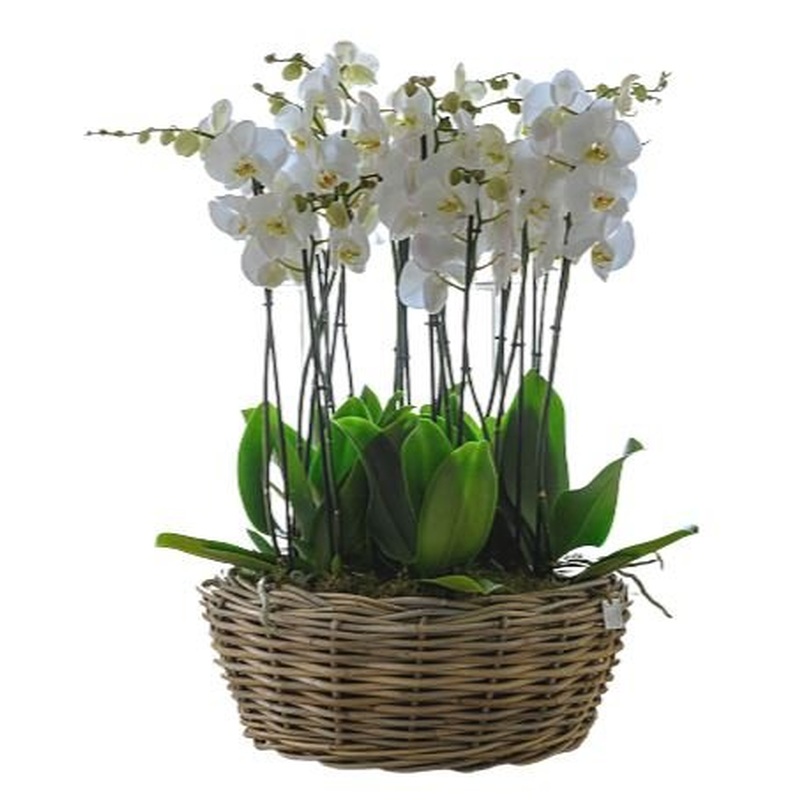 Basket of Luxury Phalaenopsis Orchids