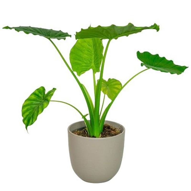 Alocasia Cucullata in Ceramic Pot