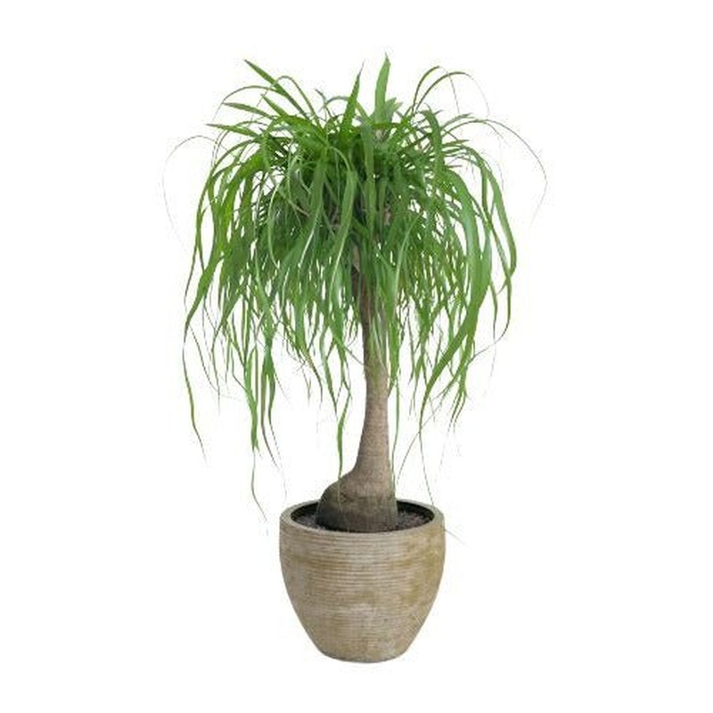 Beaucarnea in Ceramic Pot