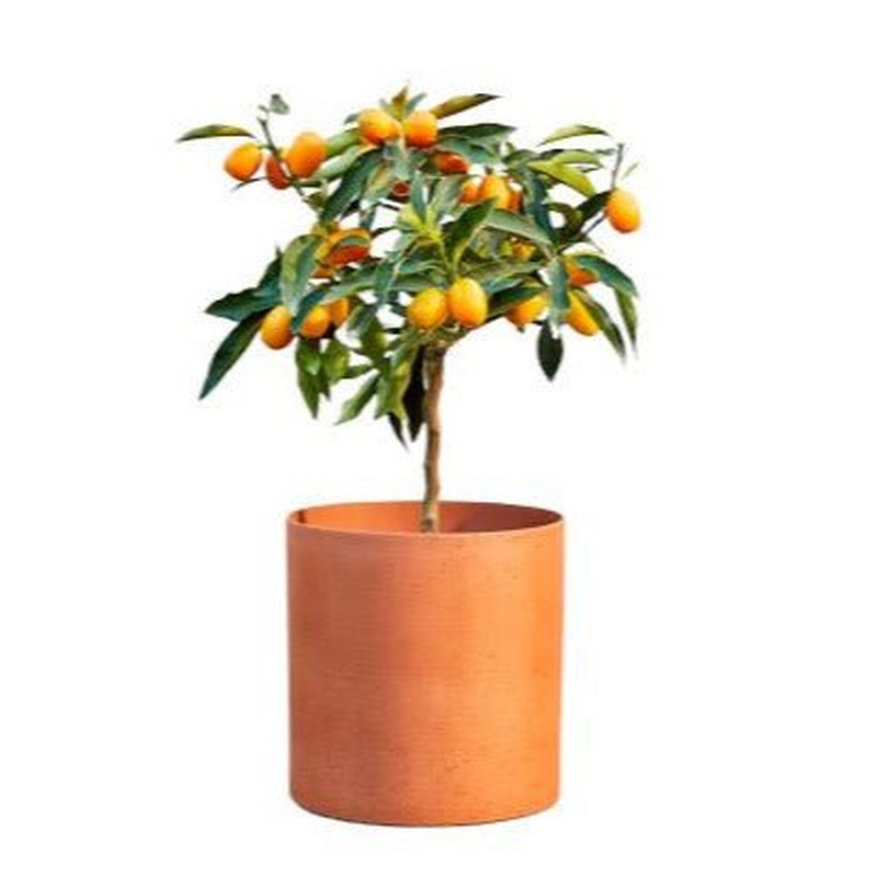 Citrus Calamondin Tree