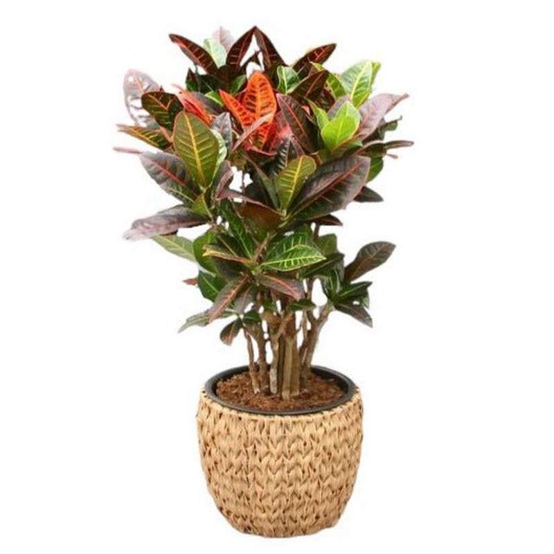 Croton in Jute Basket