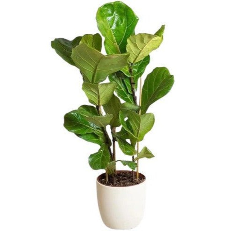 Ficus Lyrata in Ceramic Pot