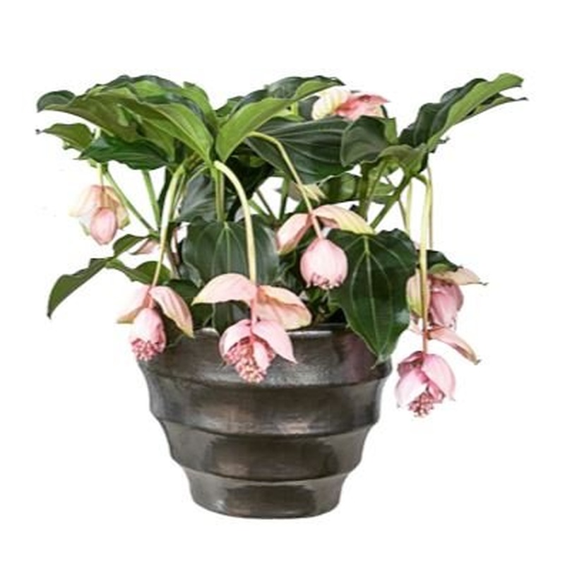 Medinilla Magnifica in Pot