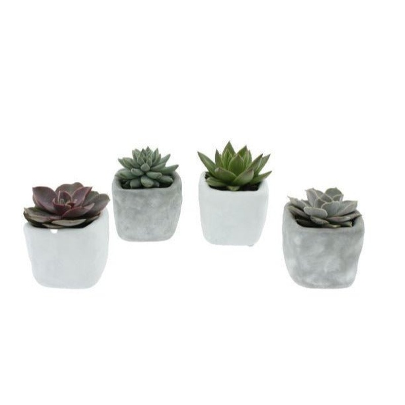 Mini Succulent in Ceramic Pot Set