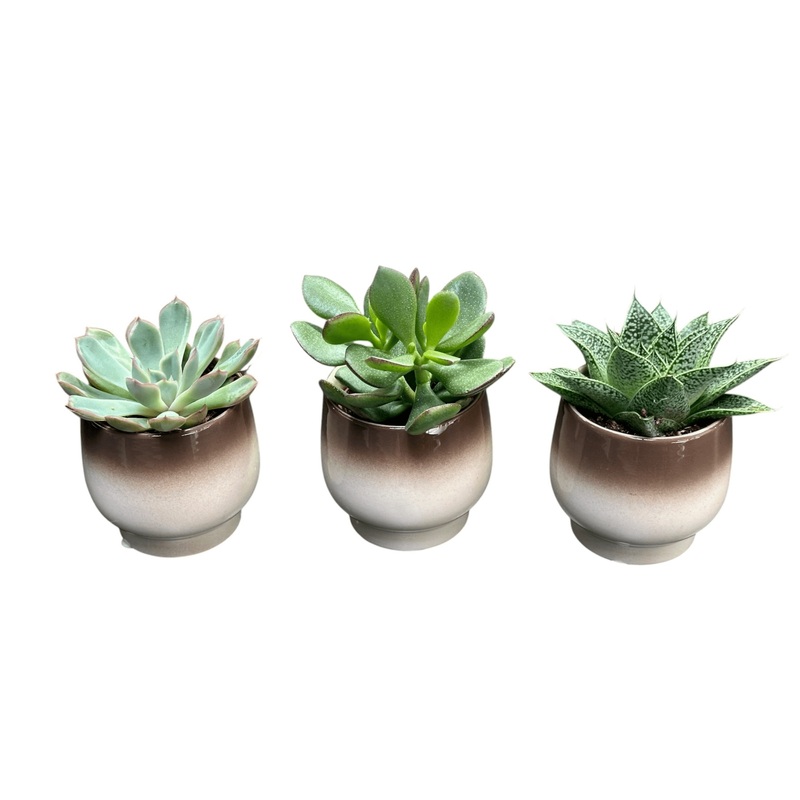 Mini Succulent Trio
