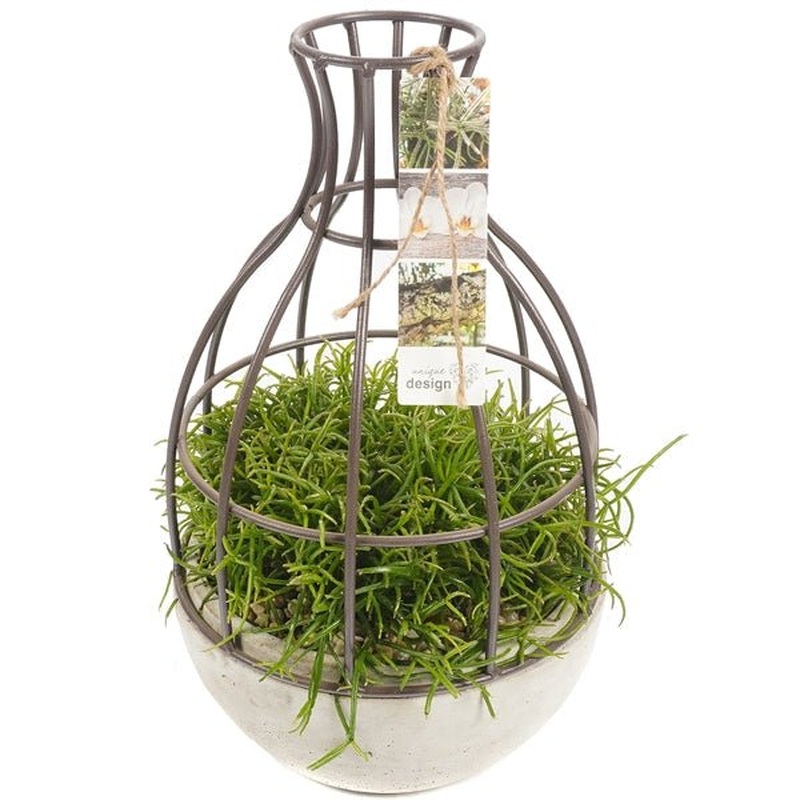 Rhipsalis in a Creative Pot