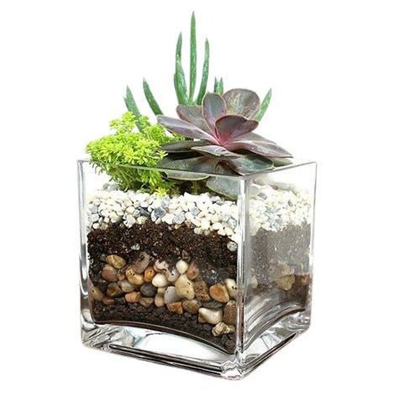 Succulent Arrangement in Glass Pot