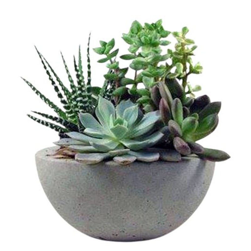 Succulent in Ceramic Pot