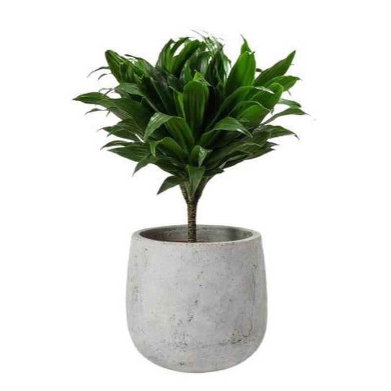 Draceana Compacta in Ceramic Pot