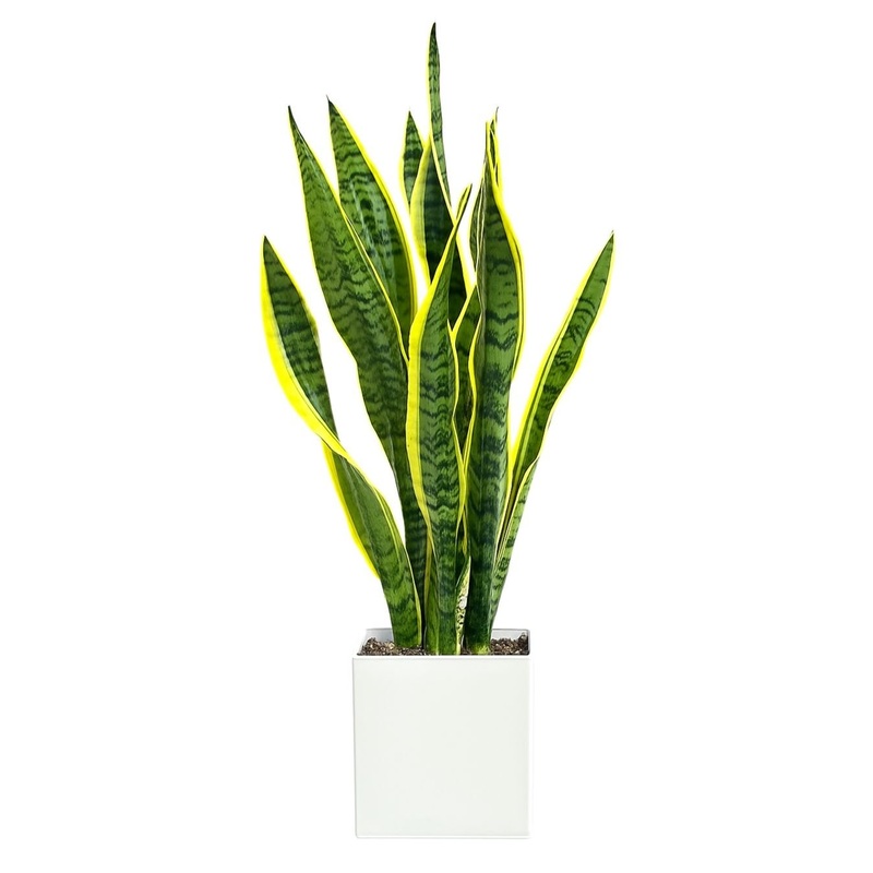 Snake Plant in Ceramic Pot