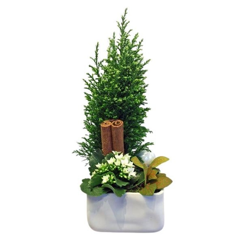 Cyperus Tree Pot Arrangement