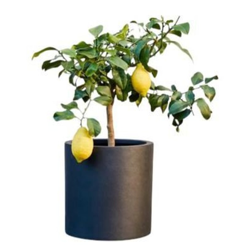 Lemon Tree Citrus Plant