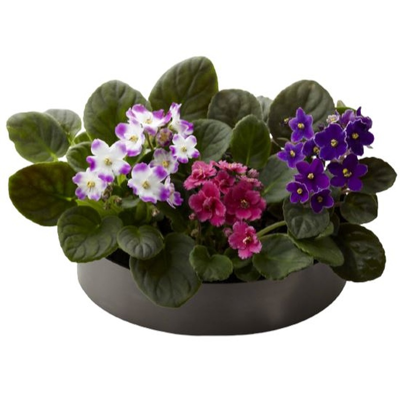 African Violets in Ceramic Bowl