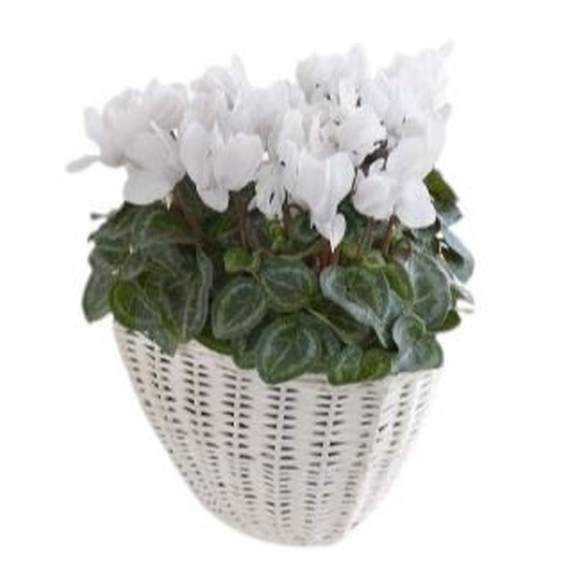Cyclamen In Wicker Basket