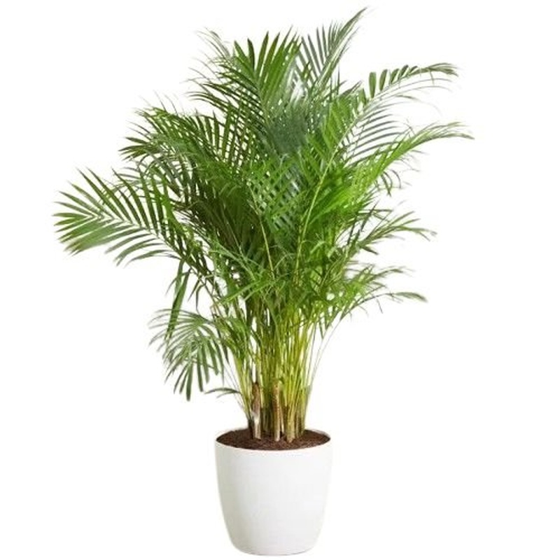 Luxury Areca Palm in Ceramic Pot