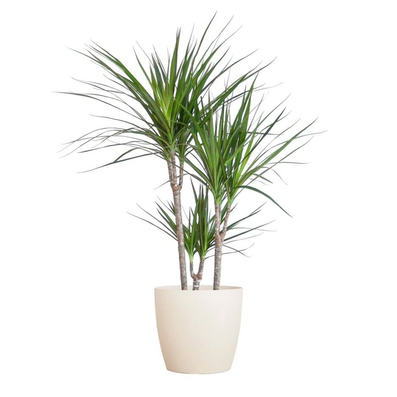 Luxury Dracaena Marginata