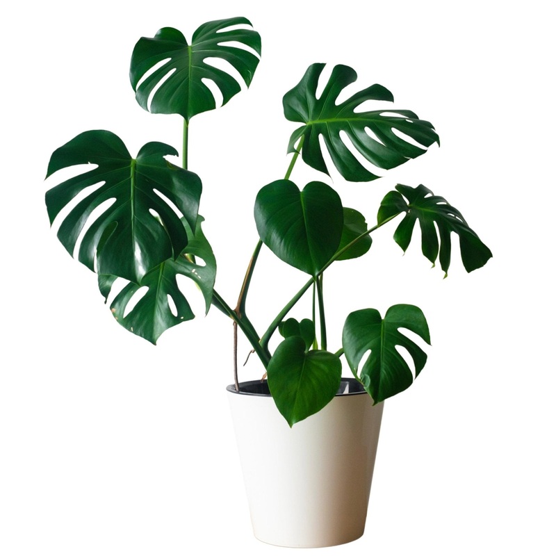 Monstera Deliciosa 50cm