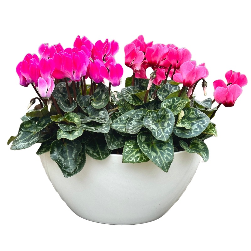 Amazing Cyclamen Pot