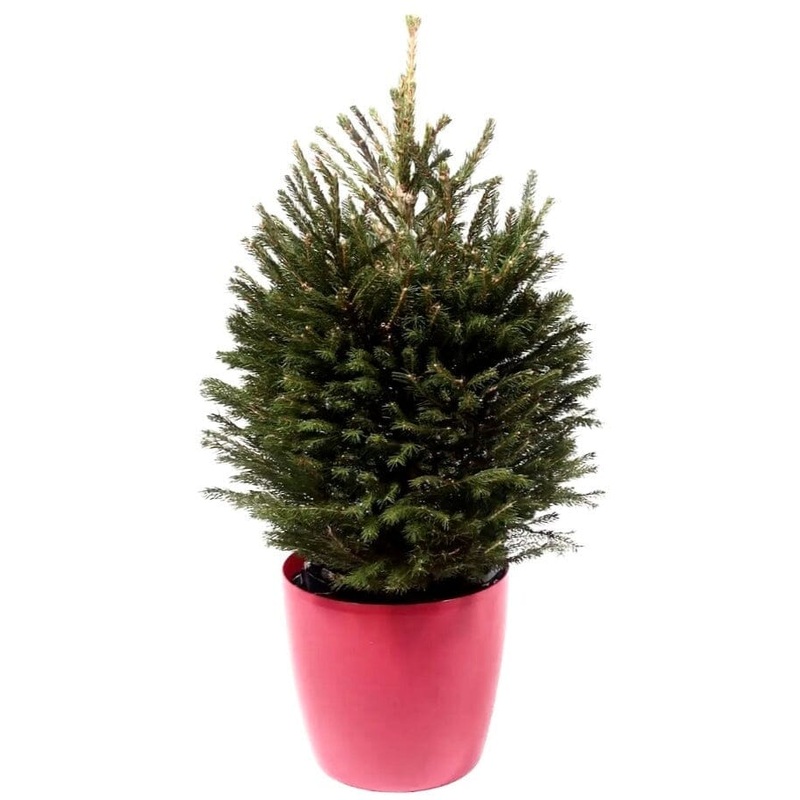 Fresh Christmas Tree: Potted Norway Spruce