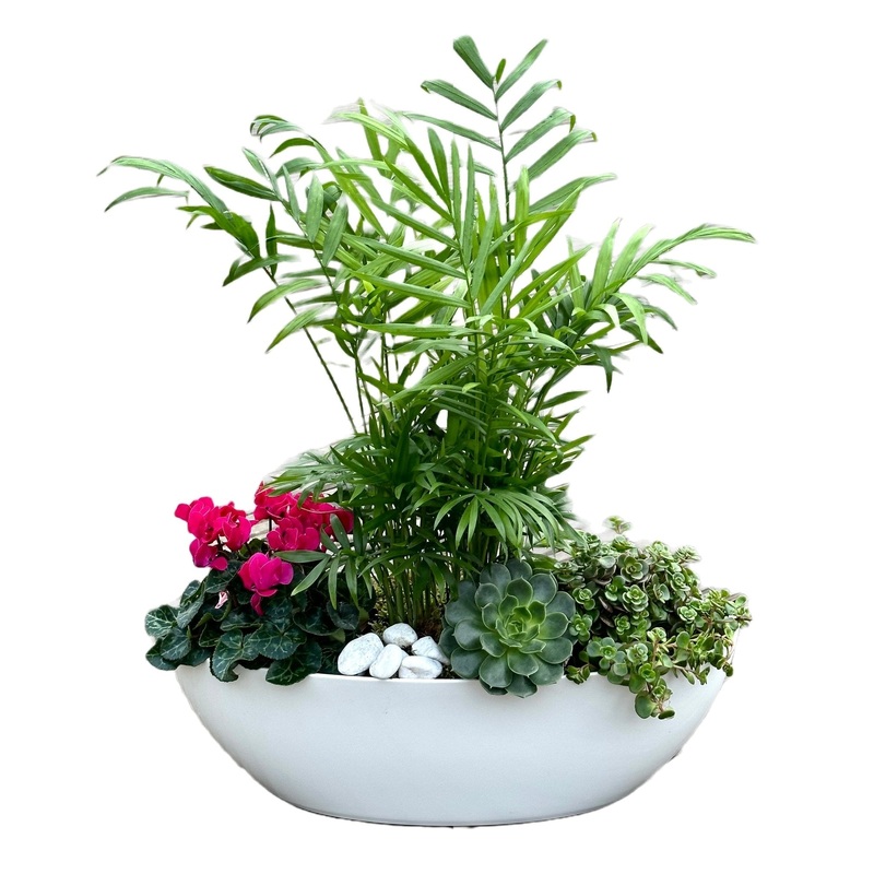 Stunning Home Plants in Pot