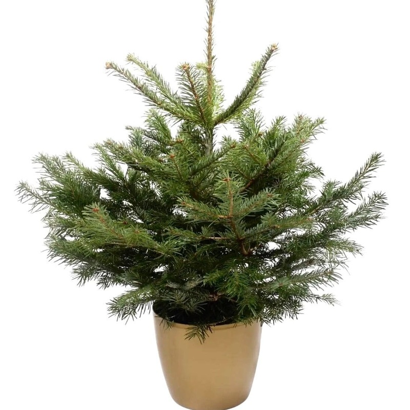 Fresh Christmas Tree: Potted Nordman Fir