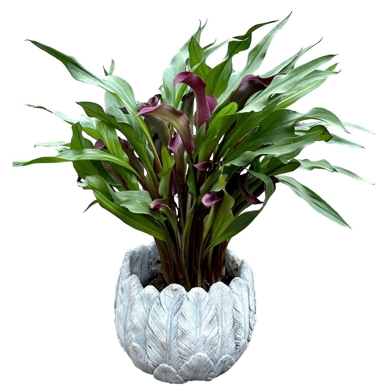 Calla Lily Stone Pot