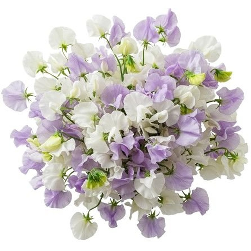 White and Lilac Sweet Pea Bouquet