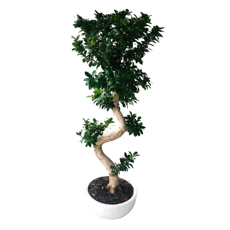 Luxury Ficus Ginseng  (Bonsai) 150cm