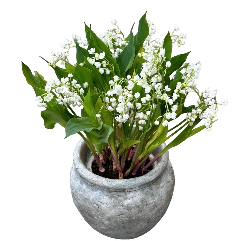 Luxury Lily of Valley with Roots Plant