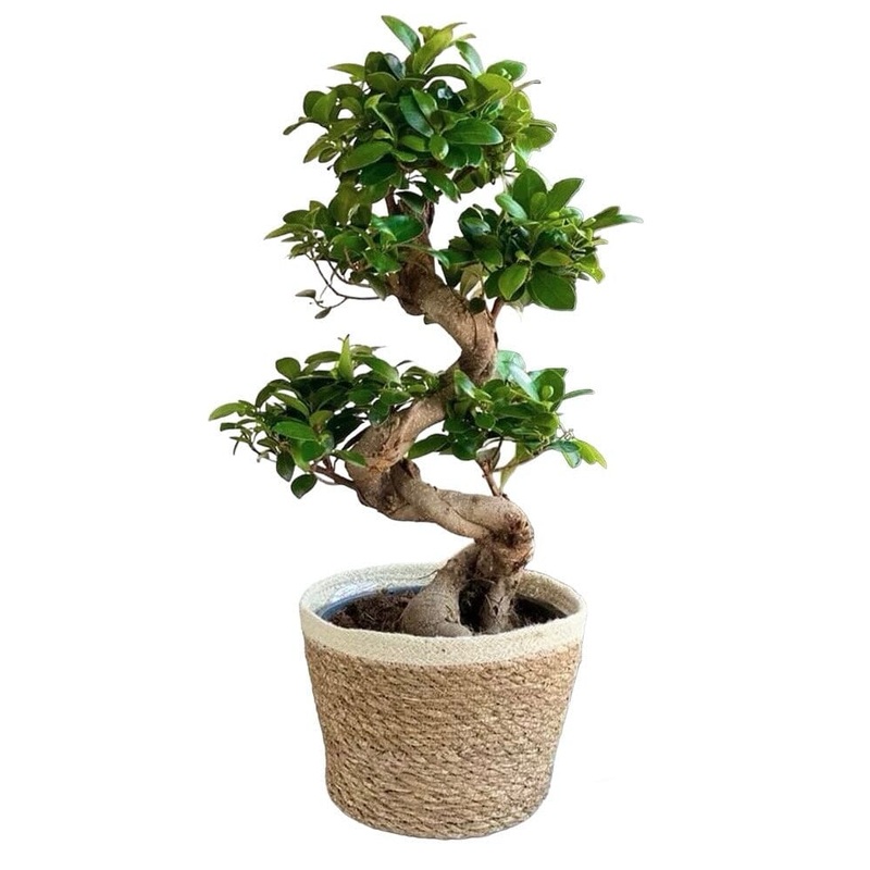 Ficus Ginseng in a Basket