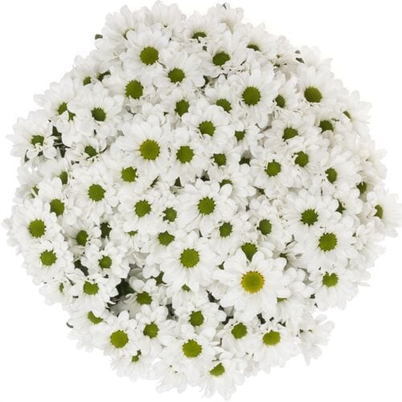 White Daisy Chrysanthemum Bouquet