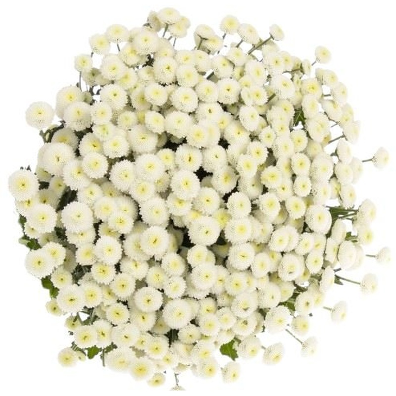 White Rio Tanacetum Bouquet