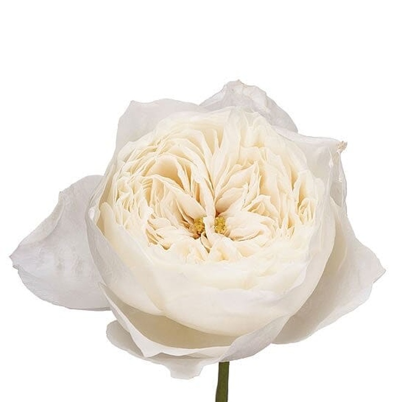 White Garden Roses x10 - bridal bouquet special order