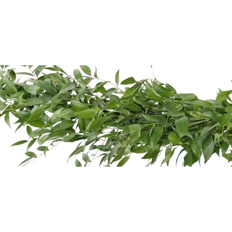 Fresh Evergeen Italian Ruscus Garland
