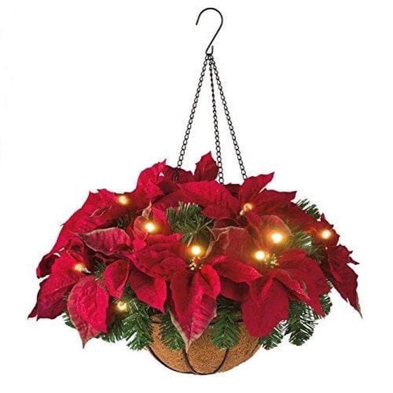 Xmas Hanging Basket of  Fresh Poinsettia and Twinkling Lights