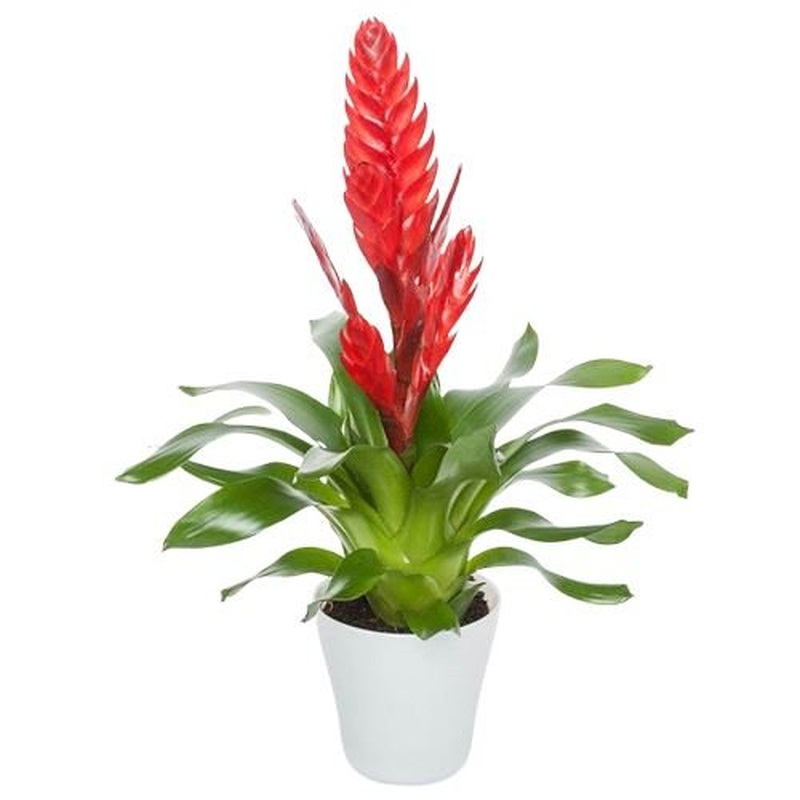 Bromelia in  Ceramic Pot
