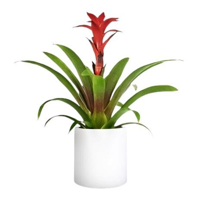 Guzmania in  Ceramic Pot