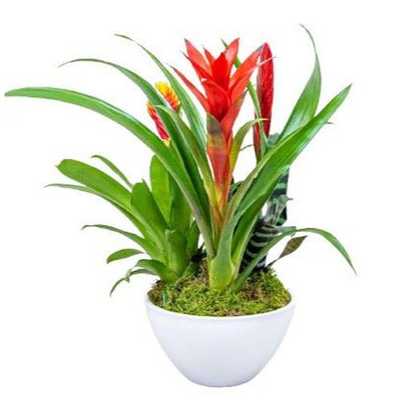 Stunning  Bromeliads Arrangement  Pot