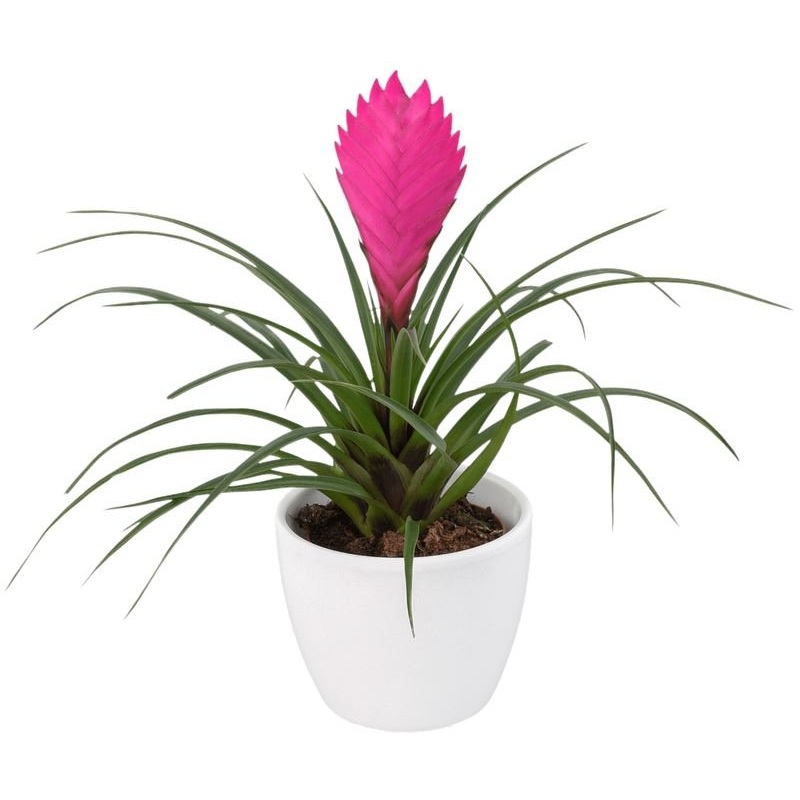 Tillandsia Cyanea in Ceramic Pot