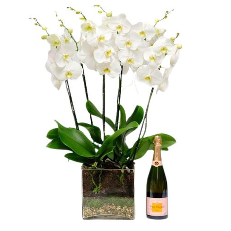 Luxury Phalenopsis Orchids in Glass Square Pot with Champagne