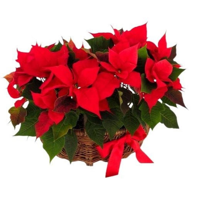 Basket of Poinsettia Plants