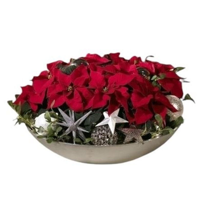 Chrismas Gorrgeous Poisenttia Arrangement