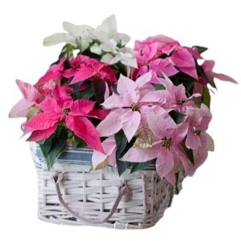 Festive Basket of Poinsenttia Plants