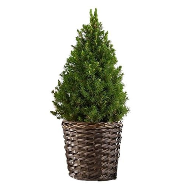 Fresh Picea Glauca Christmas Tree in Basket