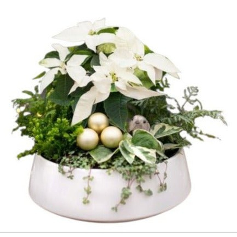 Holiaday Plants Arrangement in Pot