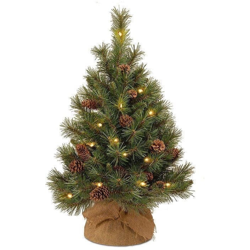 Jute Covering Tree Pinus Pinea "Silver Crest" with Christmas Lights