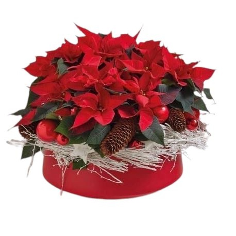 Luxury Potted Poisenttia with Xmas Decoration